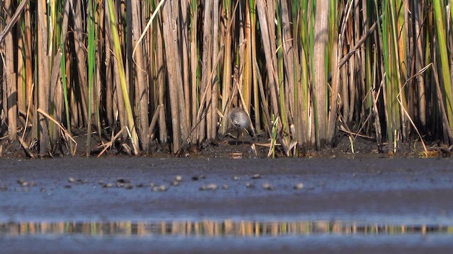 Common Redshank - ML639100828