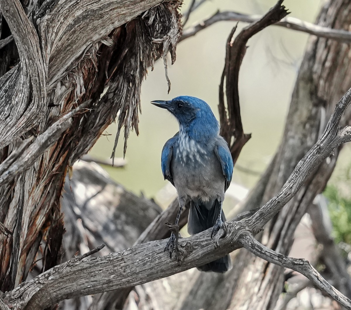 Woodhouse's Scrub-Jay - ML639100846