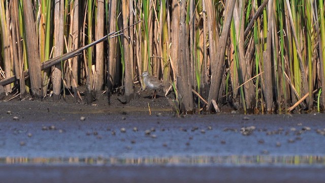 Common Redshank - ML639100849