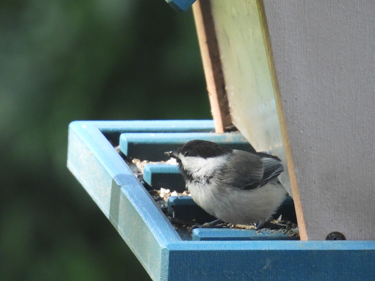Black-capped Chickadee - ML639100867