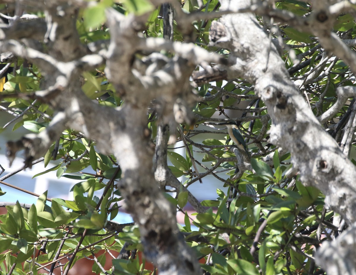 Sacred Kingfisher - ML639100882