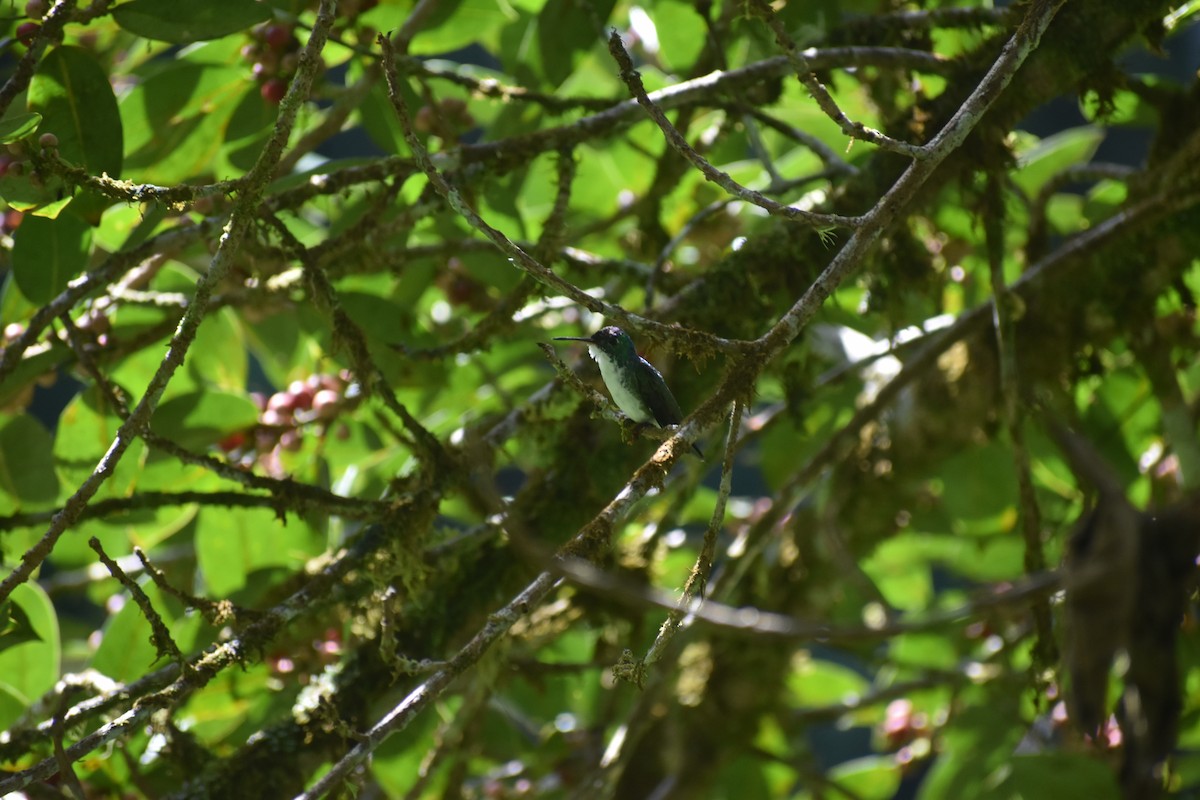 Andean Emerald - ML639100904