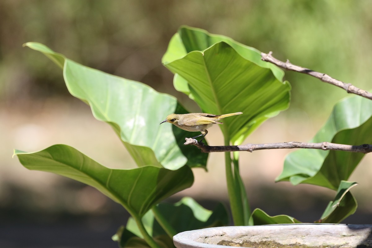 Brown Honeyeater - ML639100920