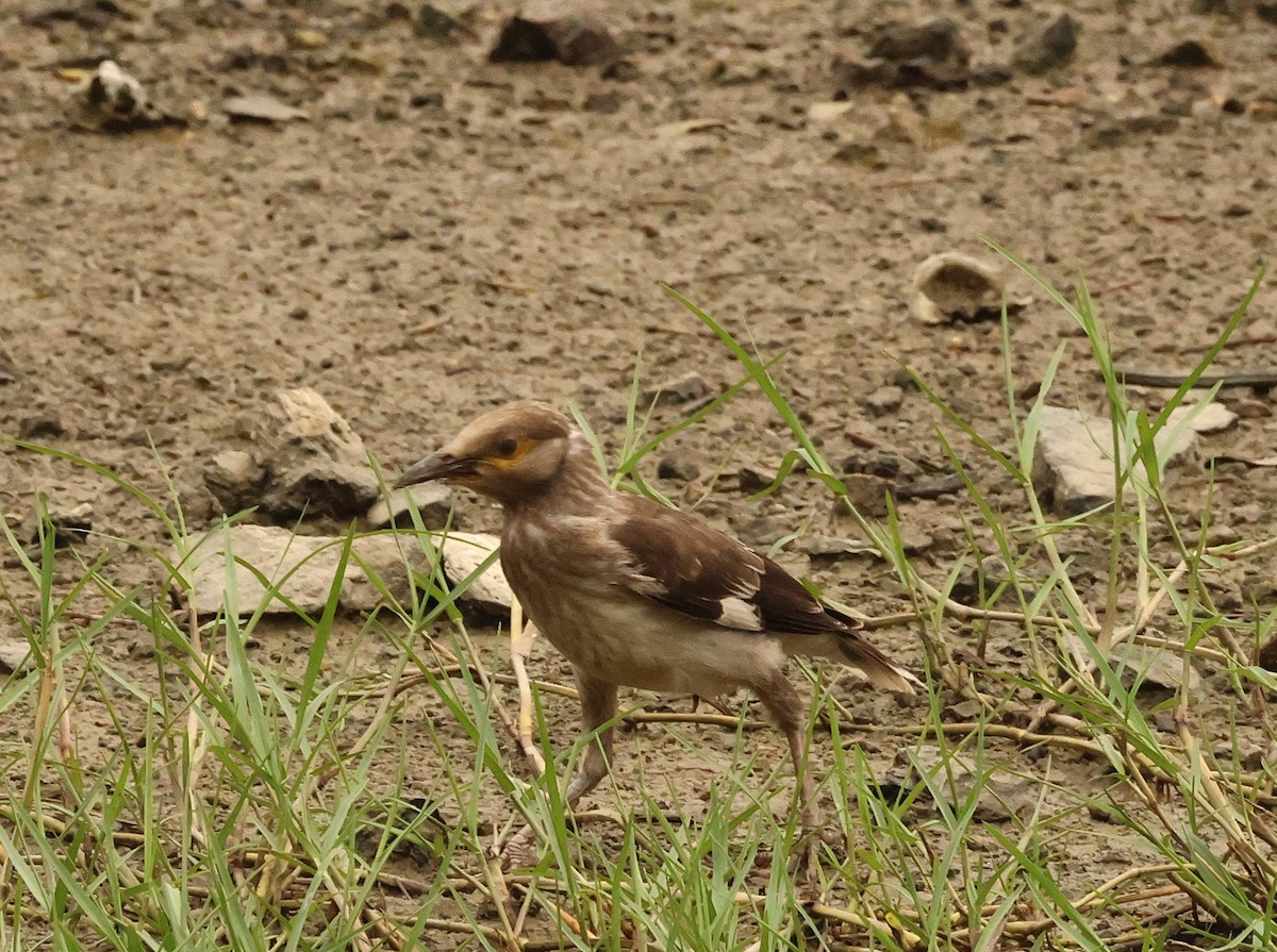 Black-collared Starling - ML639100955