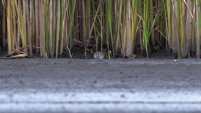 Common Redshank - ML639100959