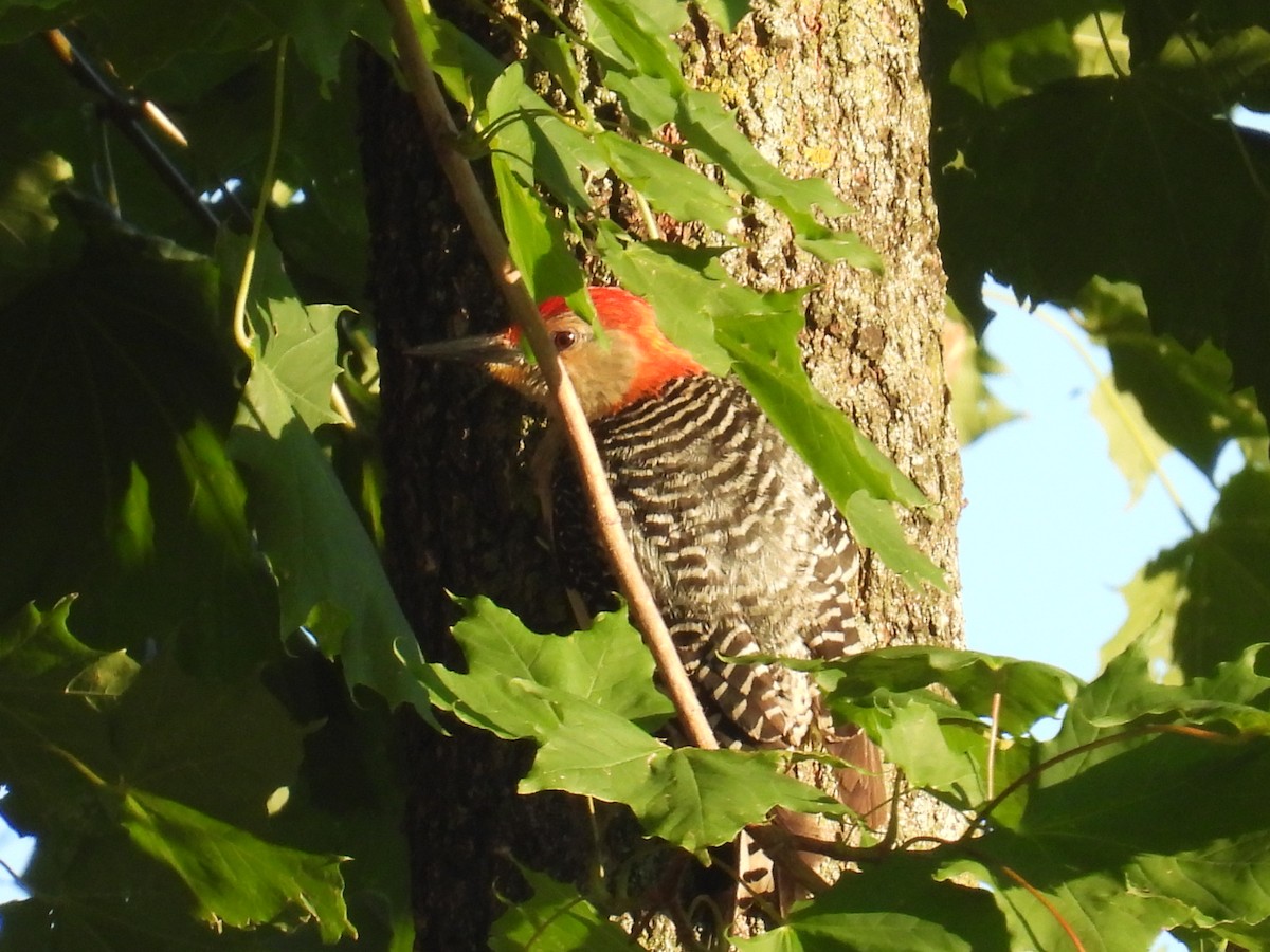 Red-bellied Woodpecker - ML639100965