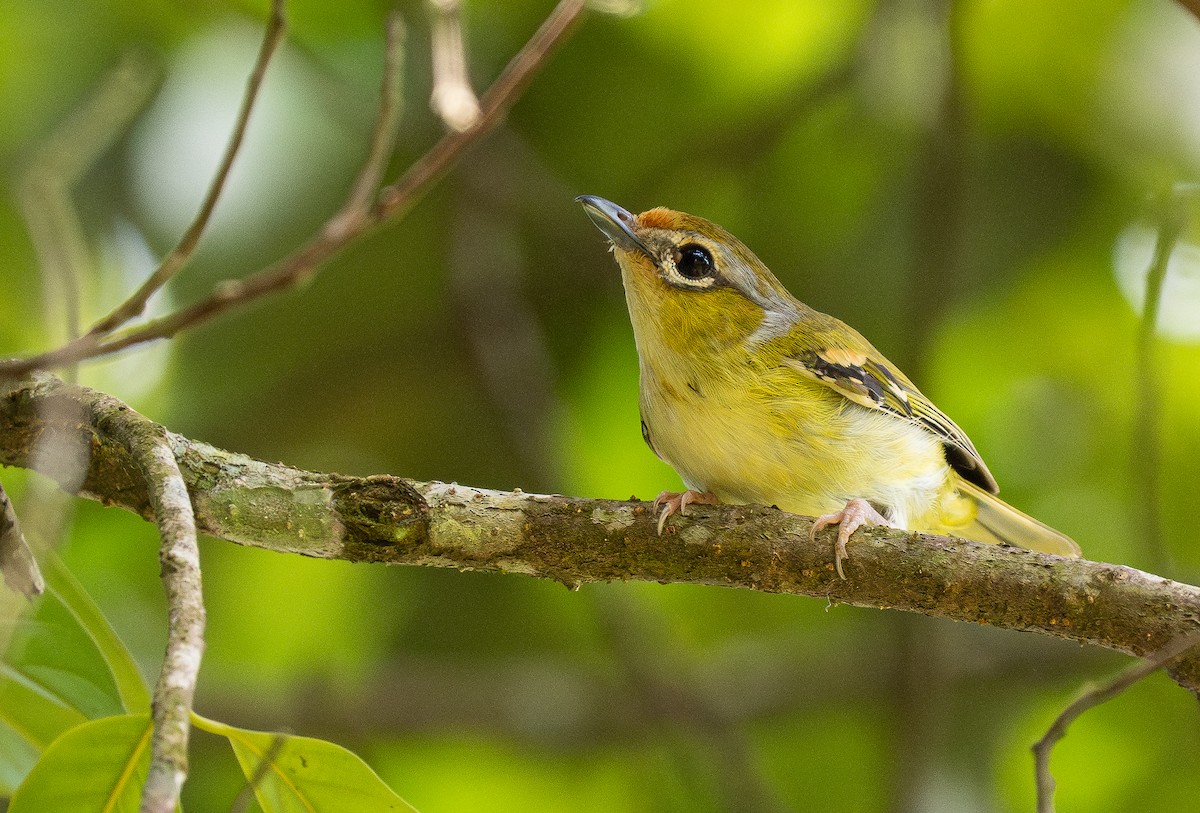 Clicking Shrike-Babbler (Clicking) - ML639100993