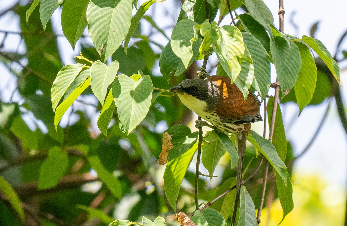 Gray-crowned Crocias - ML639101009