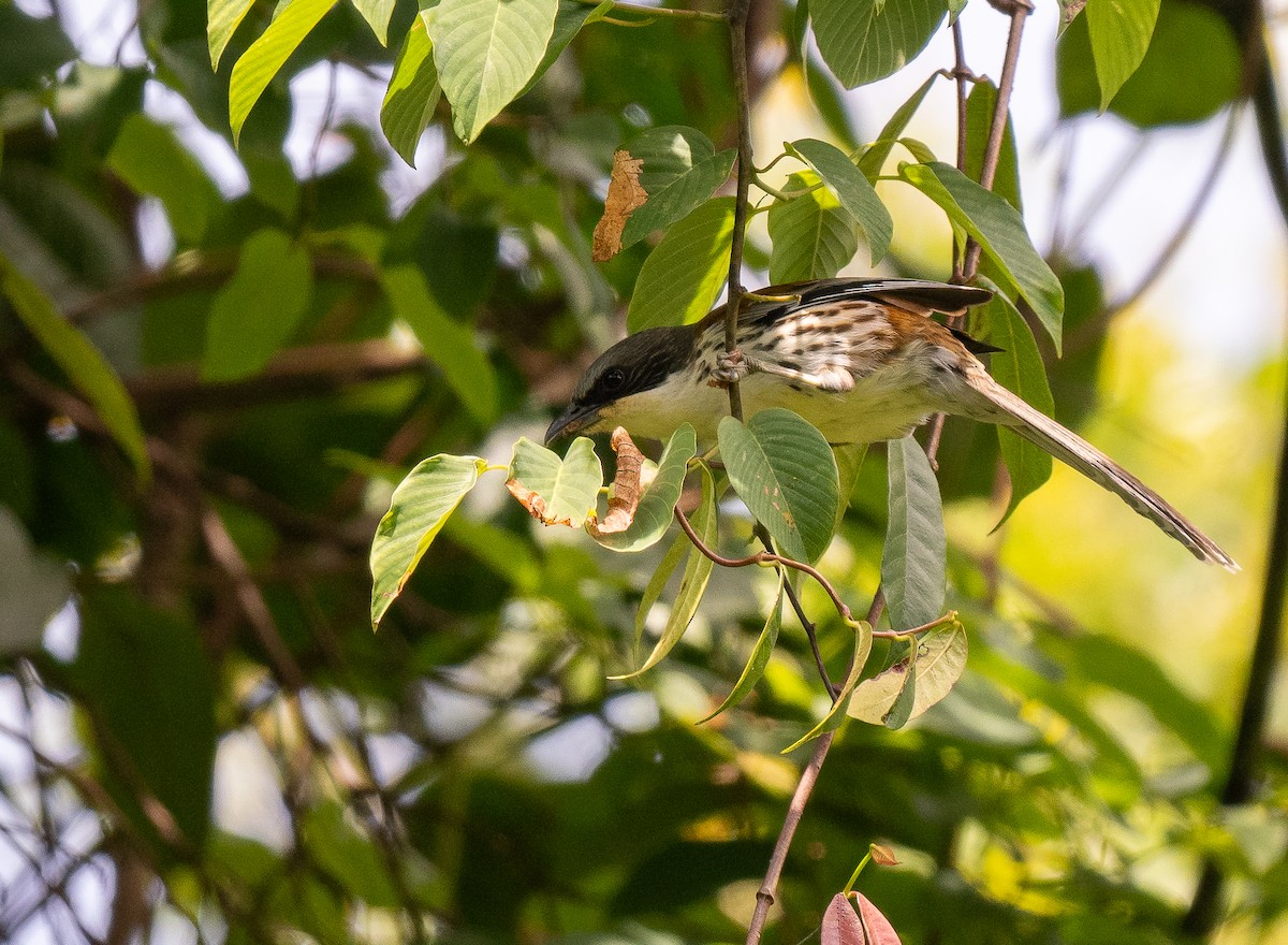 Gray-crowned Crocias - ML639101010