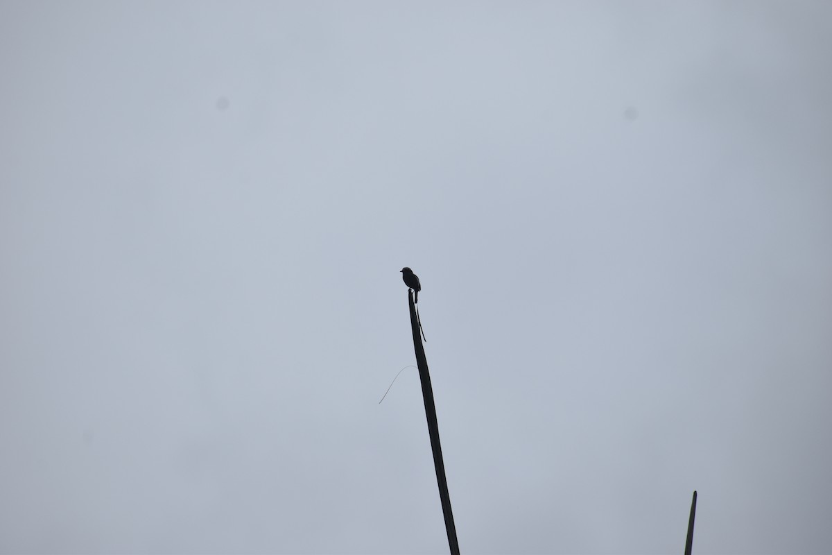 Long-tailed Tyrant - ML639101020