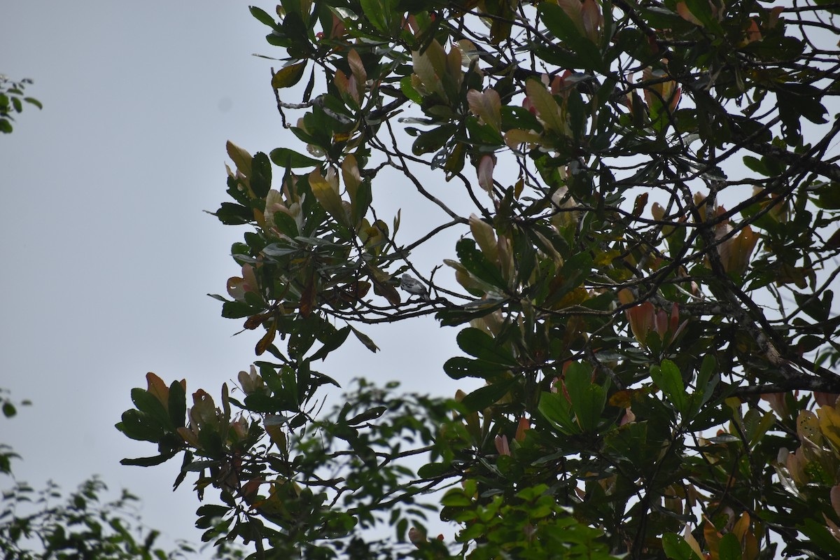 Black-tipped Cotinga - ML639101033