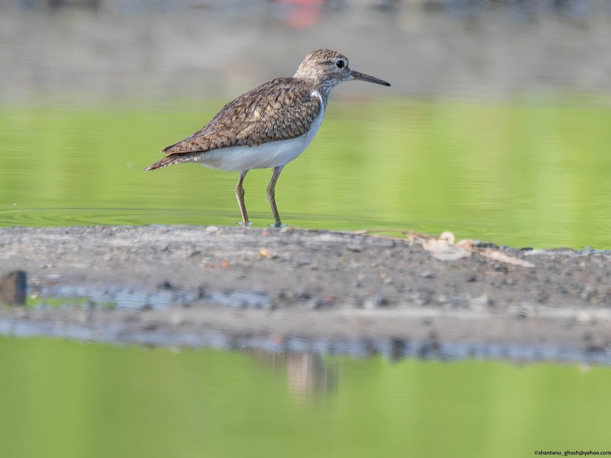 strandsnipe - ML639101046