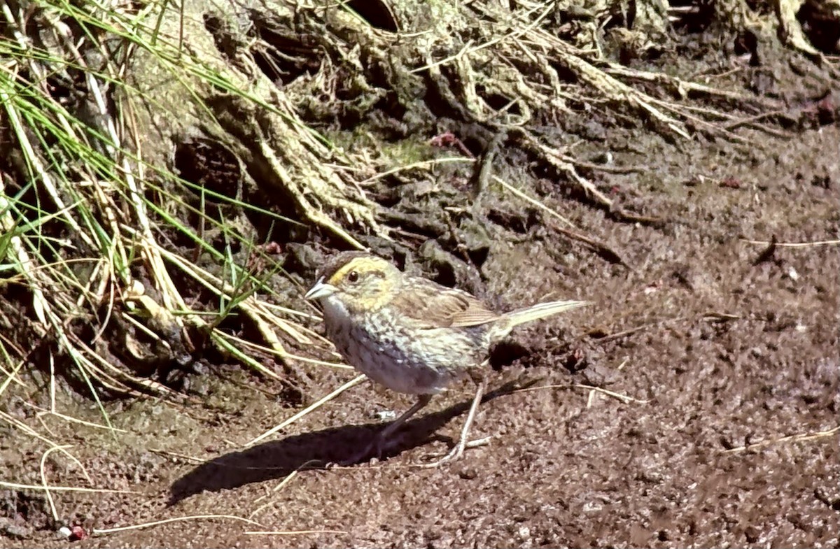 Saltmarsh Sparrow - ML639101151