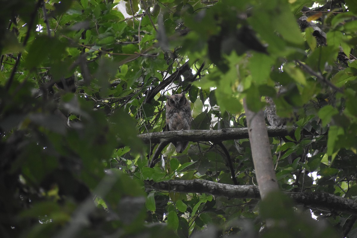 Tropical Screech-Owl - ML639101205