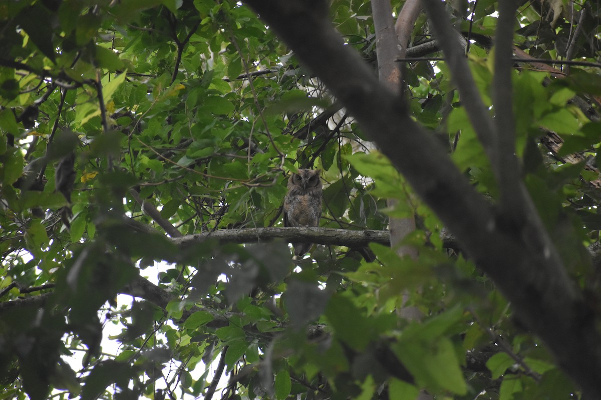 Tropical Screech-Owl - ML639101215