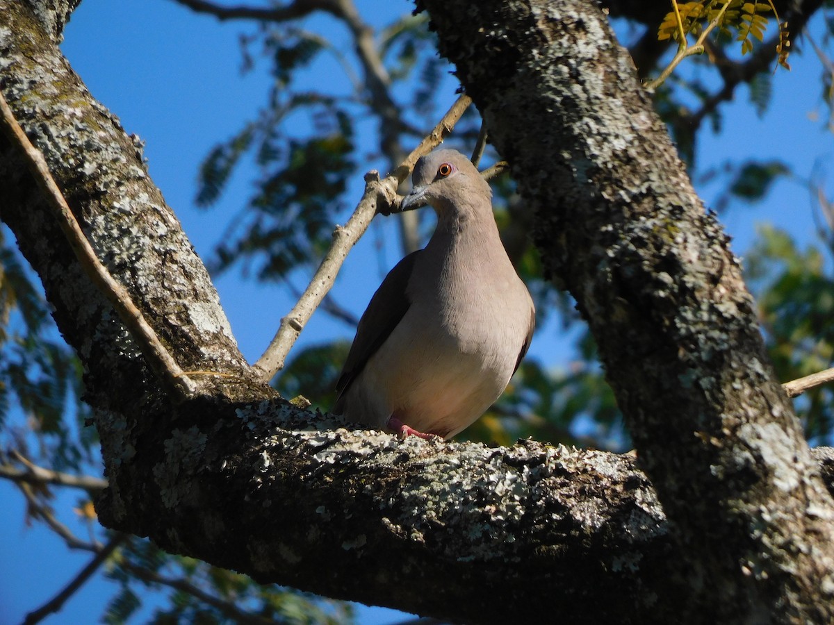 White-tipped Dove - ML639101226