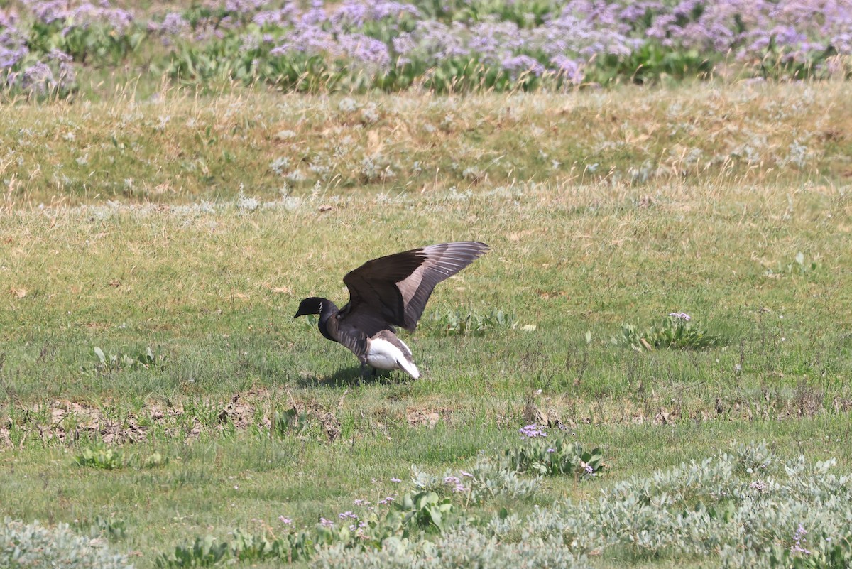 Brant (Dark-bellied) - ML639101229