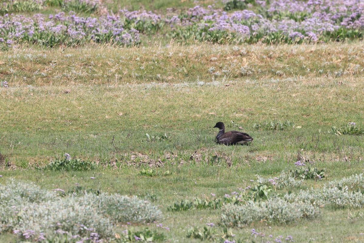 Brant (Dark-bellied) - ML639101231