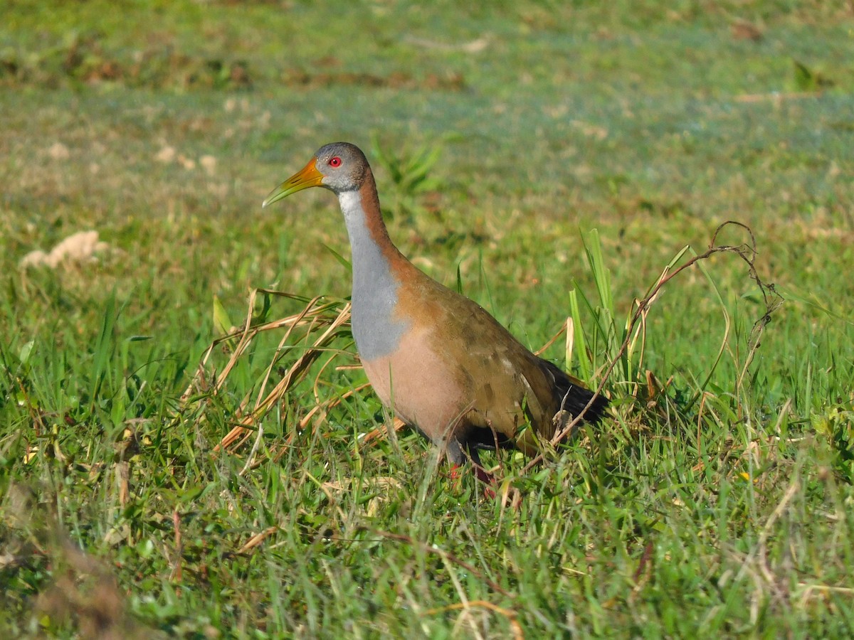 Giant Wood-Rail - ML639101246