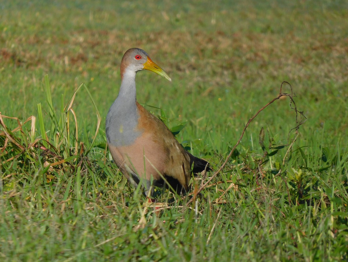 Giant Wood-Rail - ML639101247