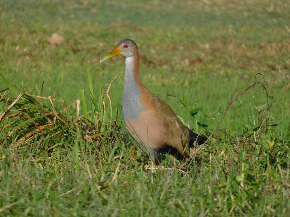 Giant Wood-Rail - ML639101248