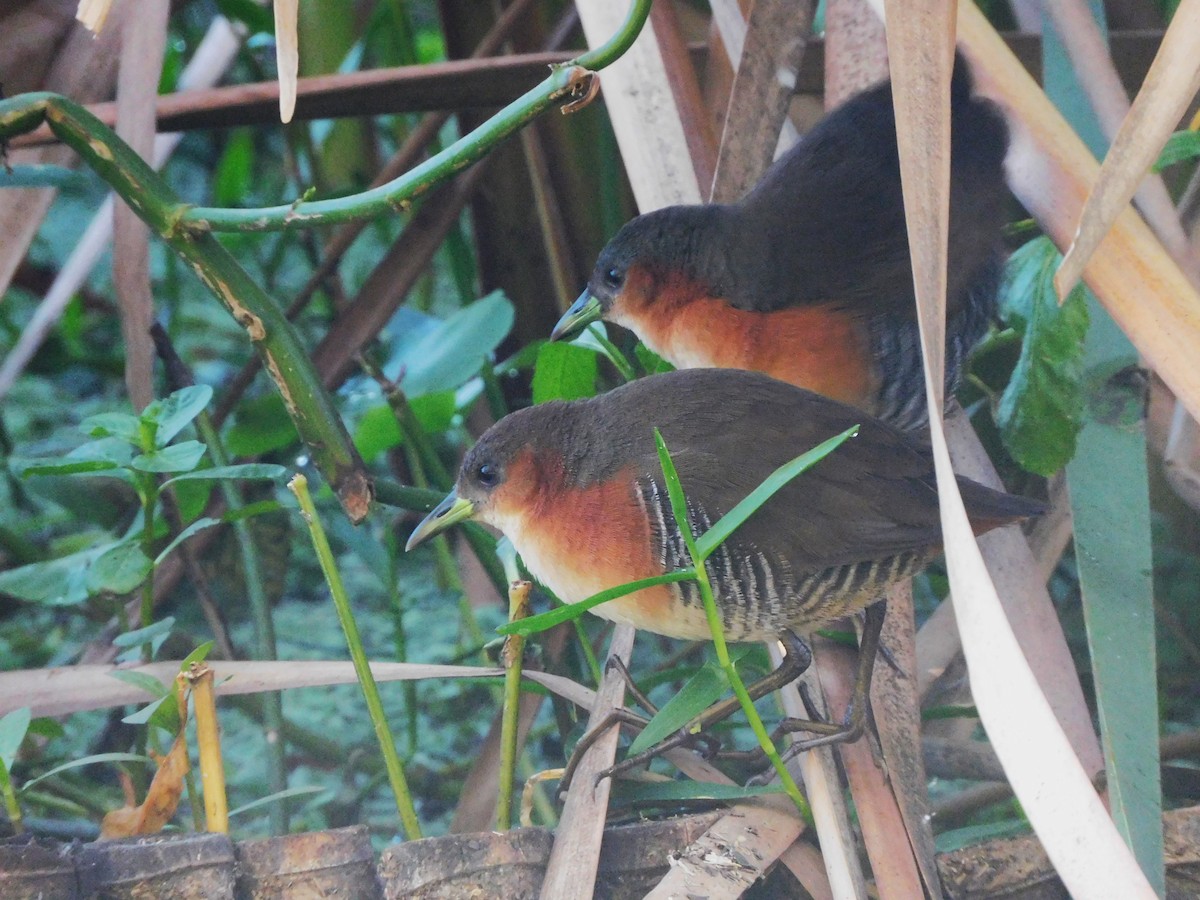 Rufous-sided Crake - ML639101251