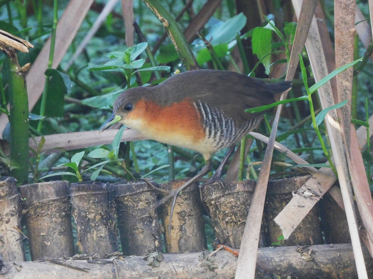 Rufous-sided Crake - ML639101259