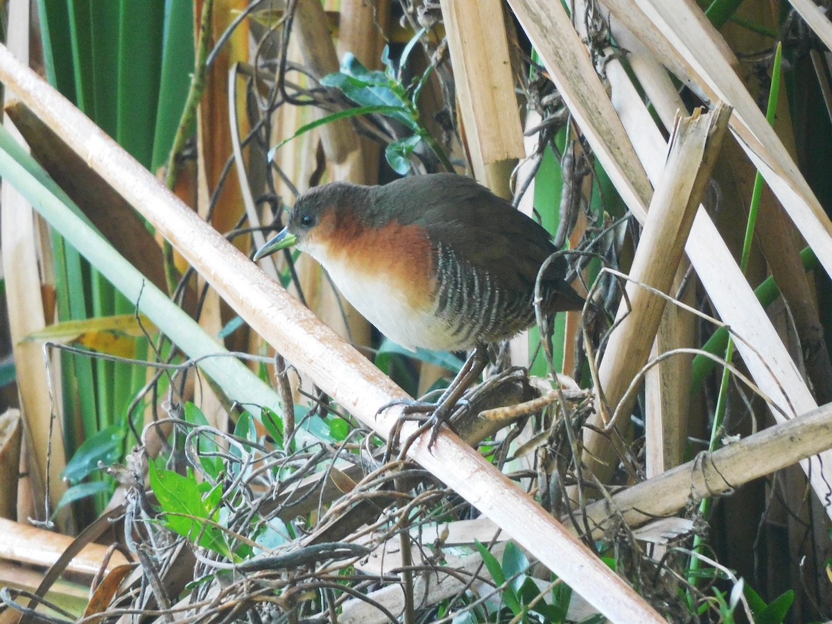 Rufous-sided Crake - ML639101263