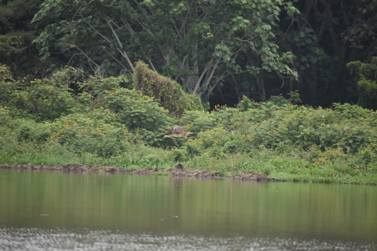 Pinnated Bittern - ML639101266