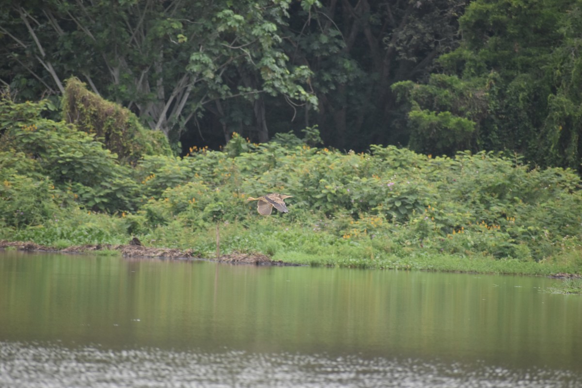 Pinnated Bittern - ML639101267