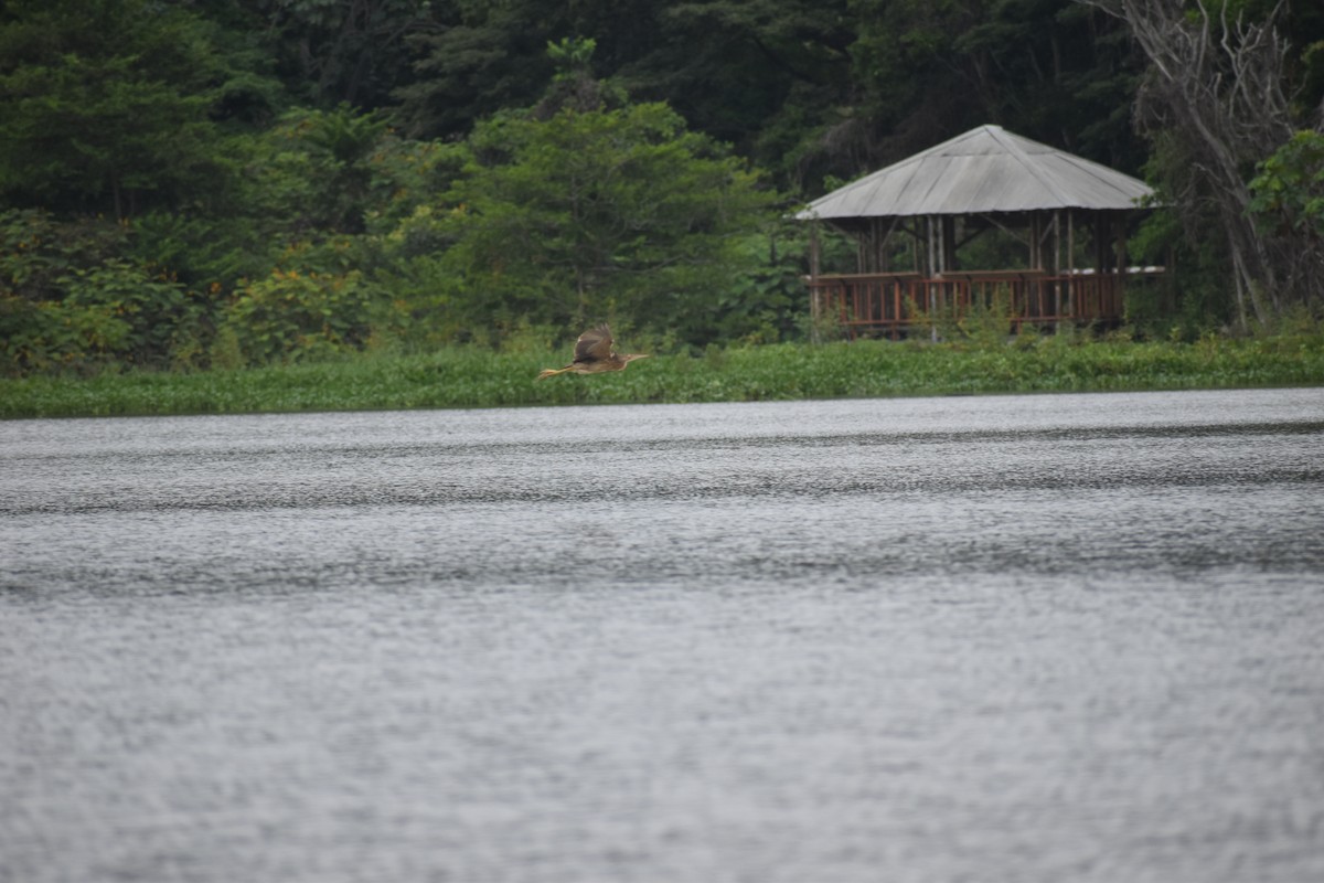 Pinnated Bittern - ML639101268