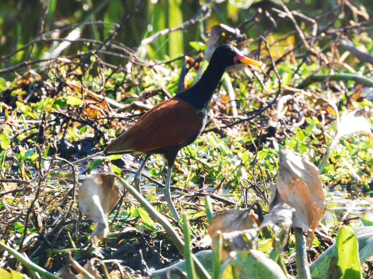 Wattled Jacana - ML639101269