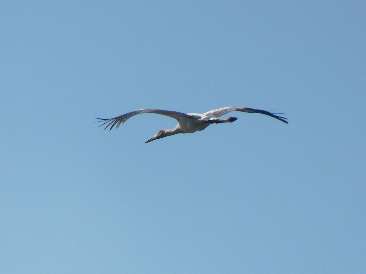 Maguari Stork - ML639101274