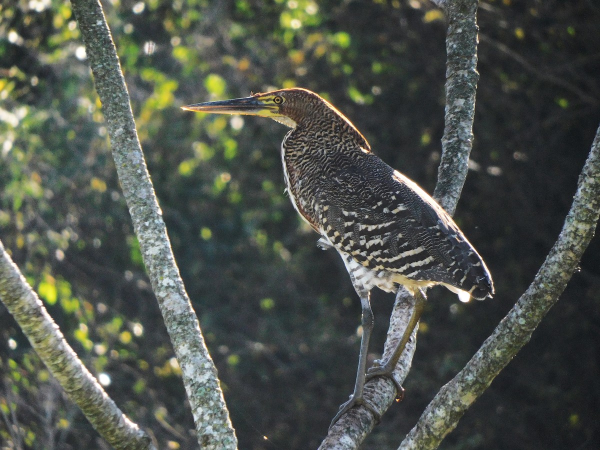 Rufescent Tiger-Heron - ML639101276