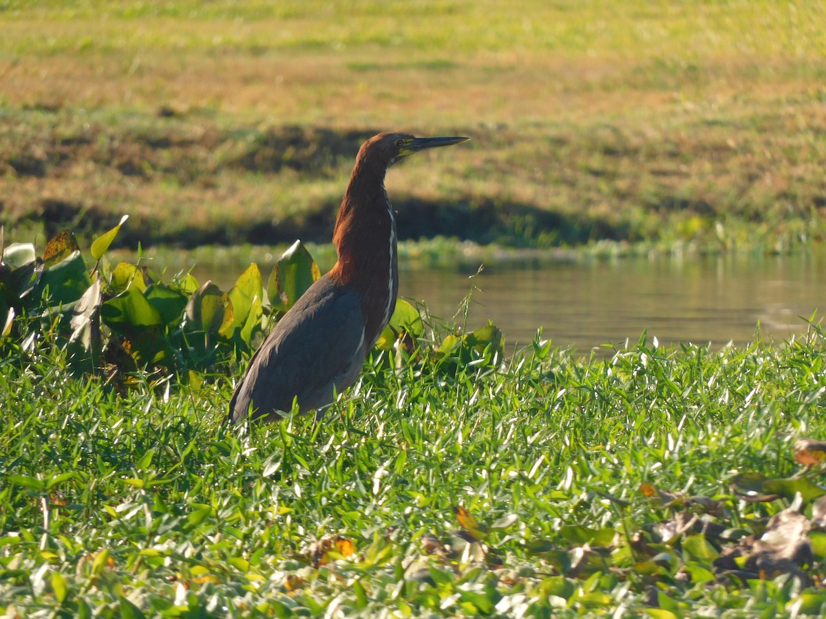 Rufescent Tiger-Heron - ML639101285