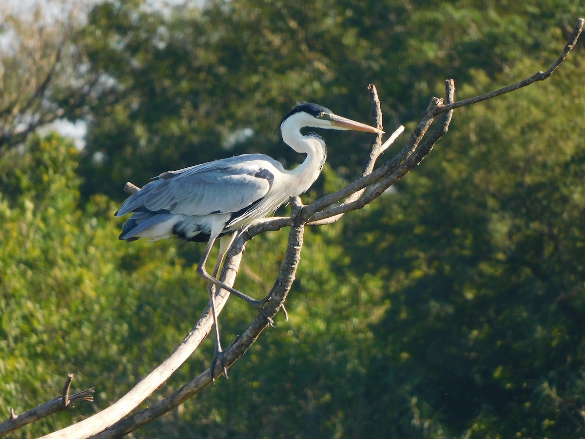 Cocoi Heron - ML639101289