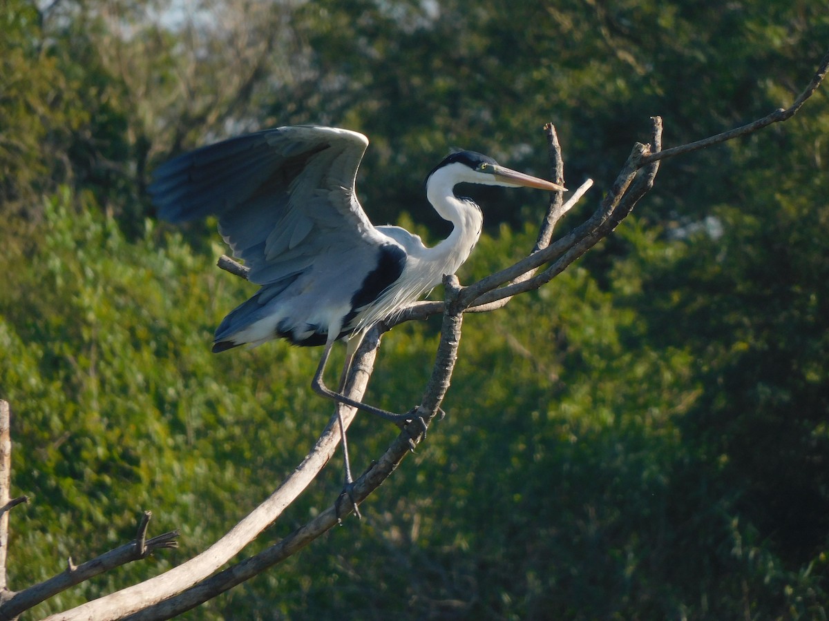 Cocoi Heron - ML639101290