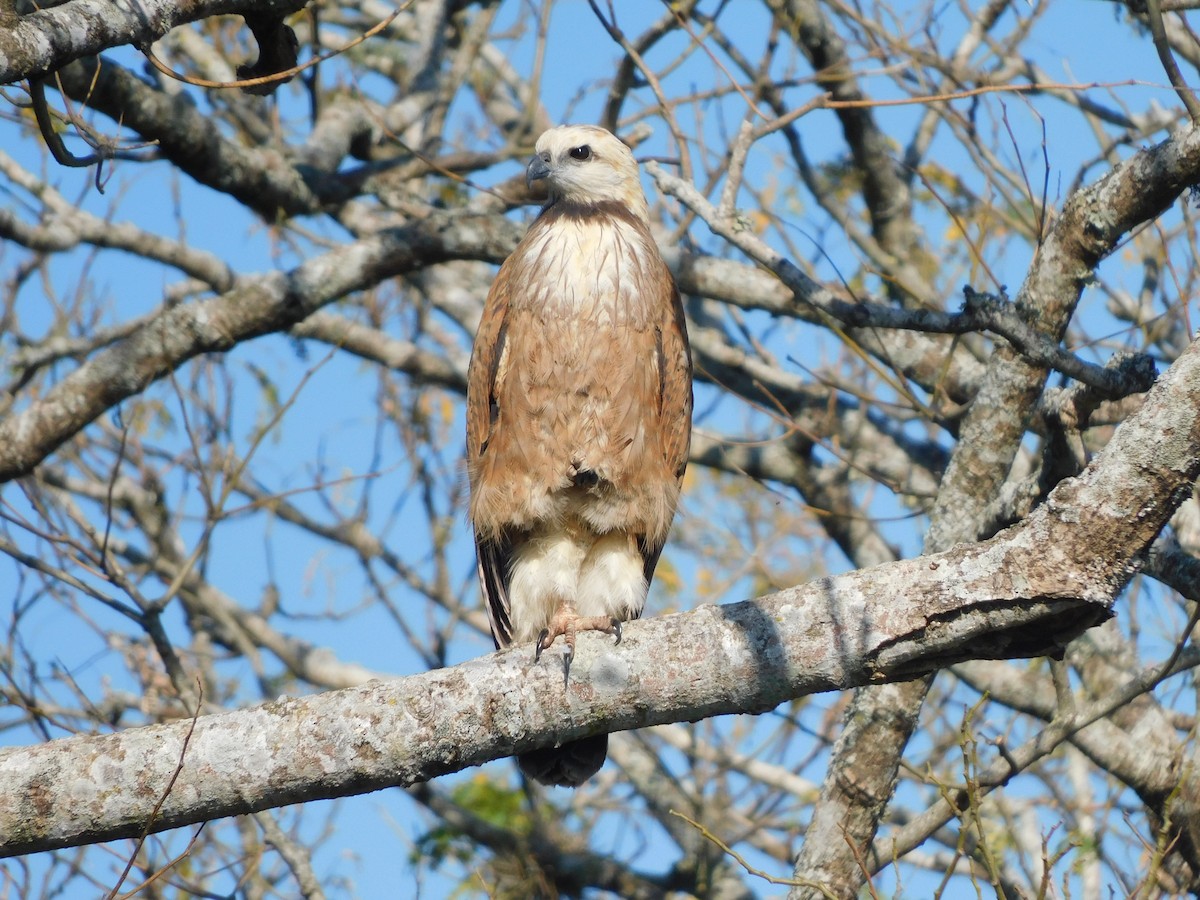 Black-collared Hawk - ML639101298