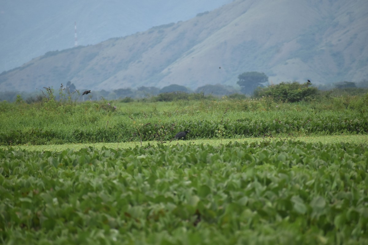 Horned Screamer - ML639101315
