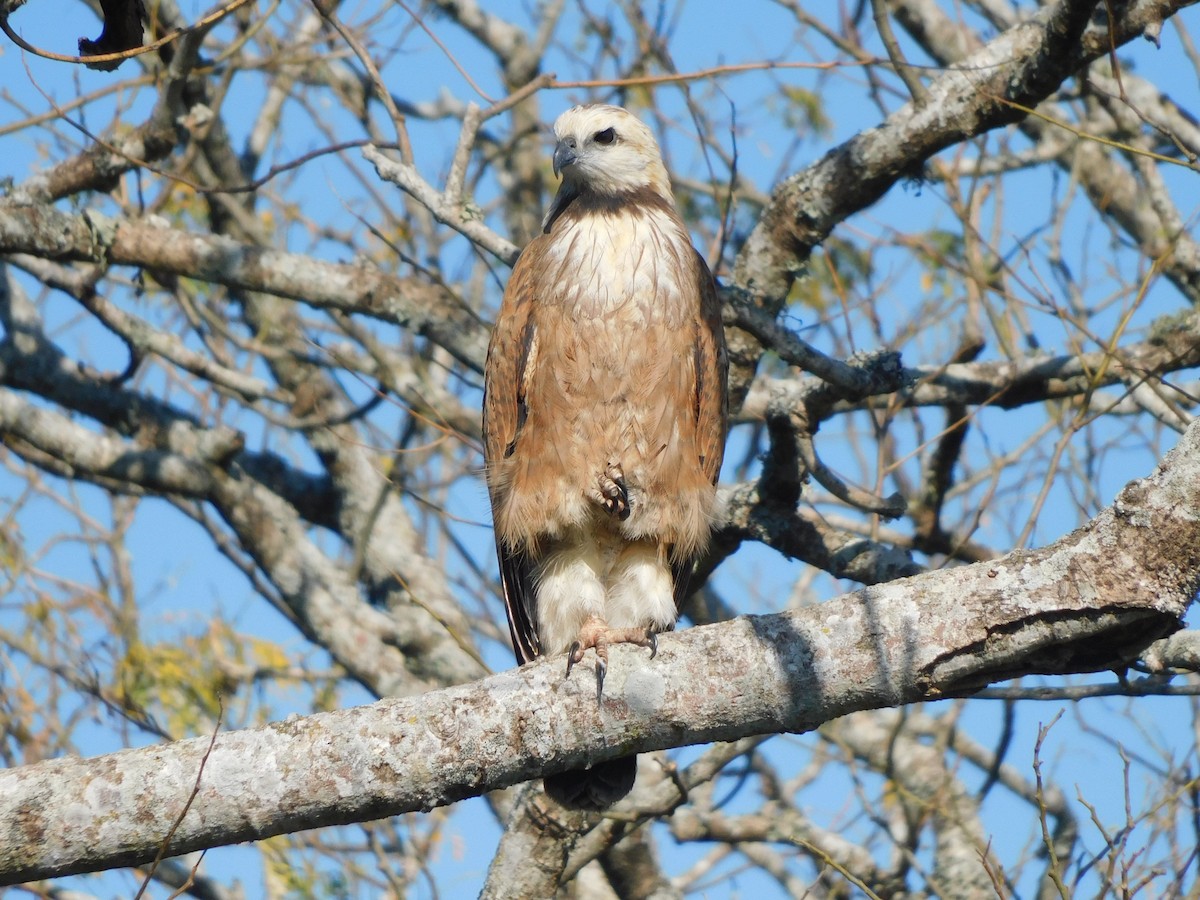 Black-collared Hawk - ML639101365