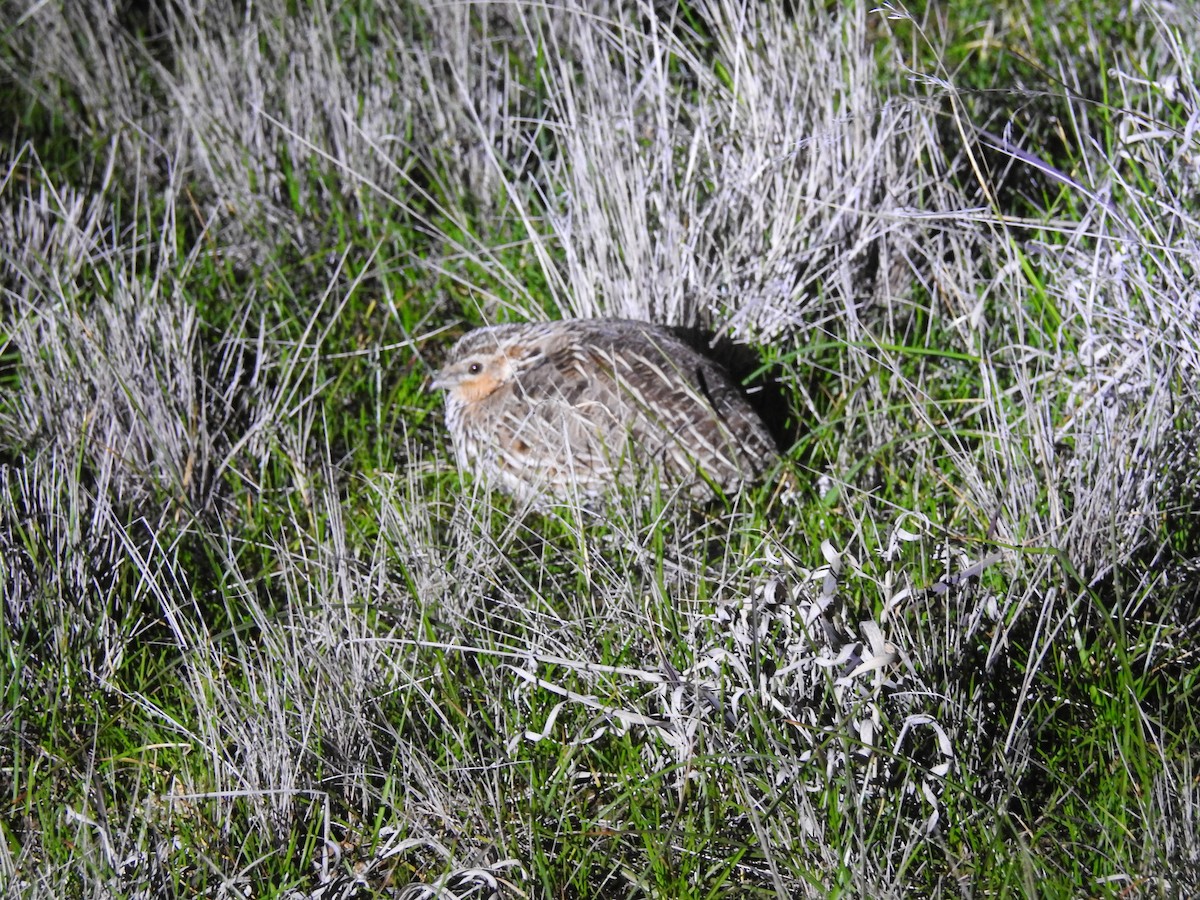 Stubble Quail - ML639101366