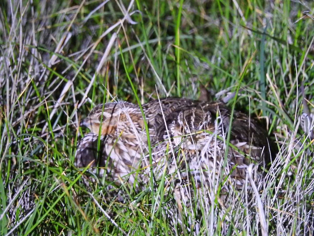 Stubble Quail - ML639101367