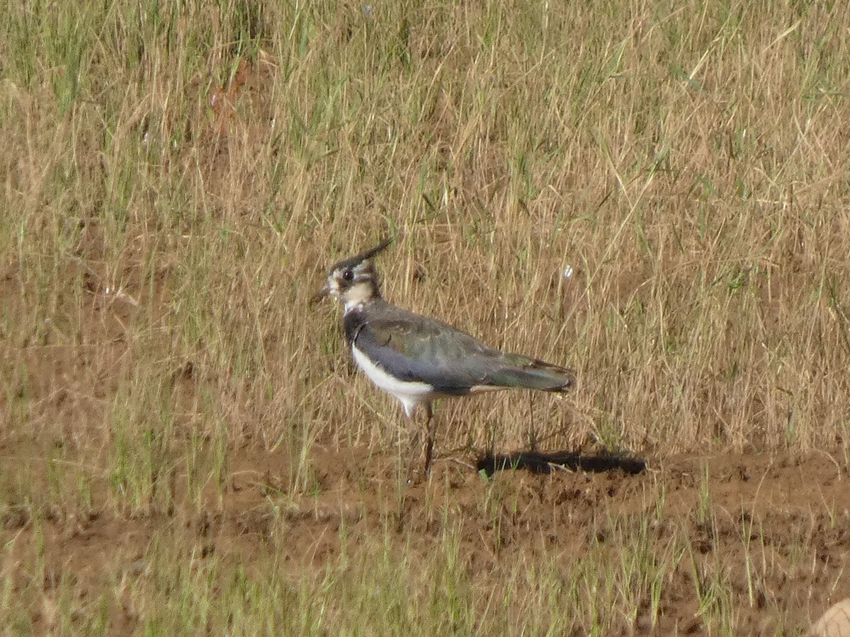 小辮鴴 - ML639101368