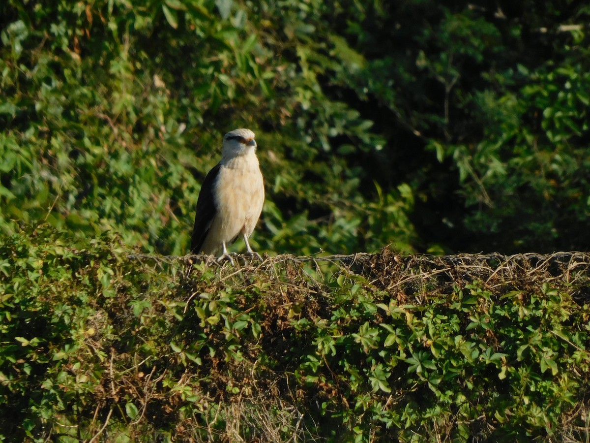 Yellow-headed Caracara - ML639101381