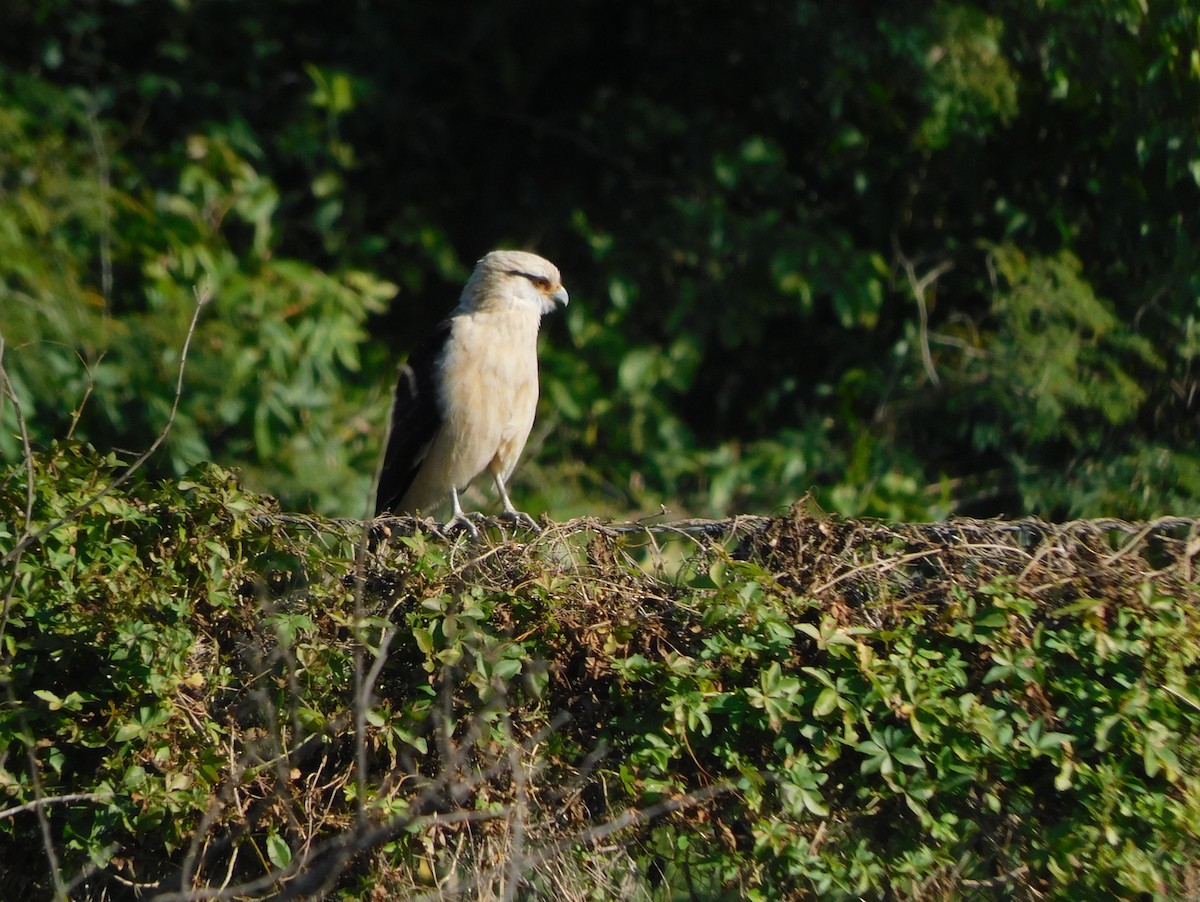 Yellow-headed Caracara - ML639101382
