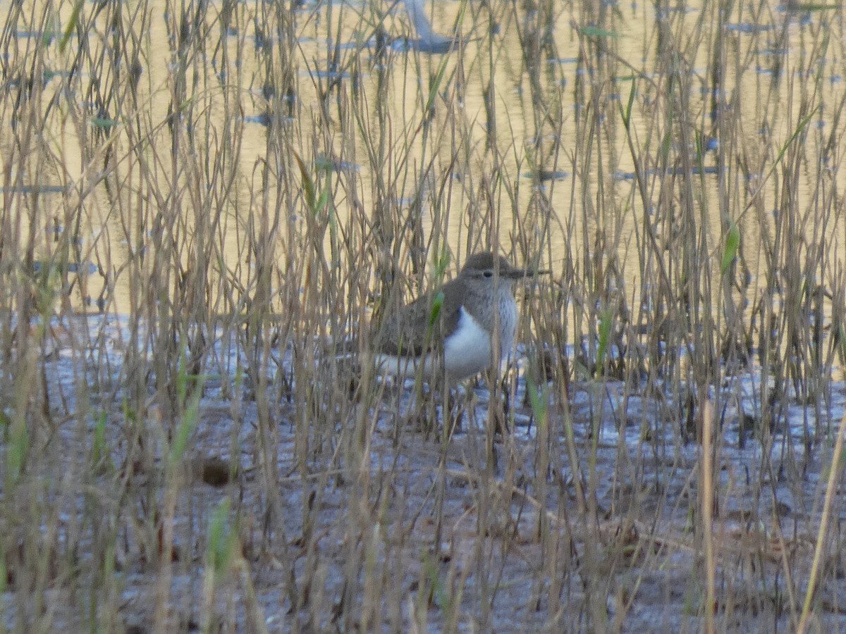 磯鷸 - ML639101383