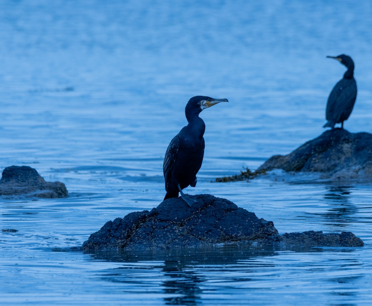 Great Cormorant - ML639101384