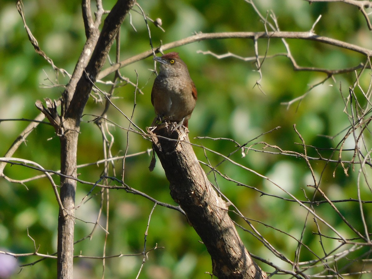 Greater Thornbird - ML639101389