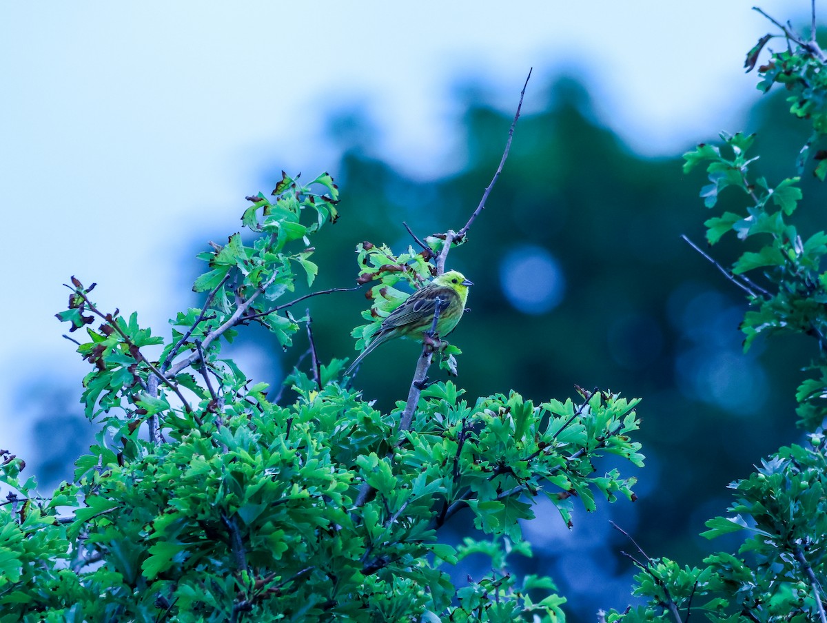 Yellowhammer - ML639101392
