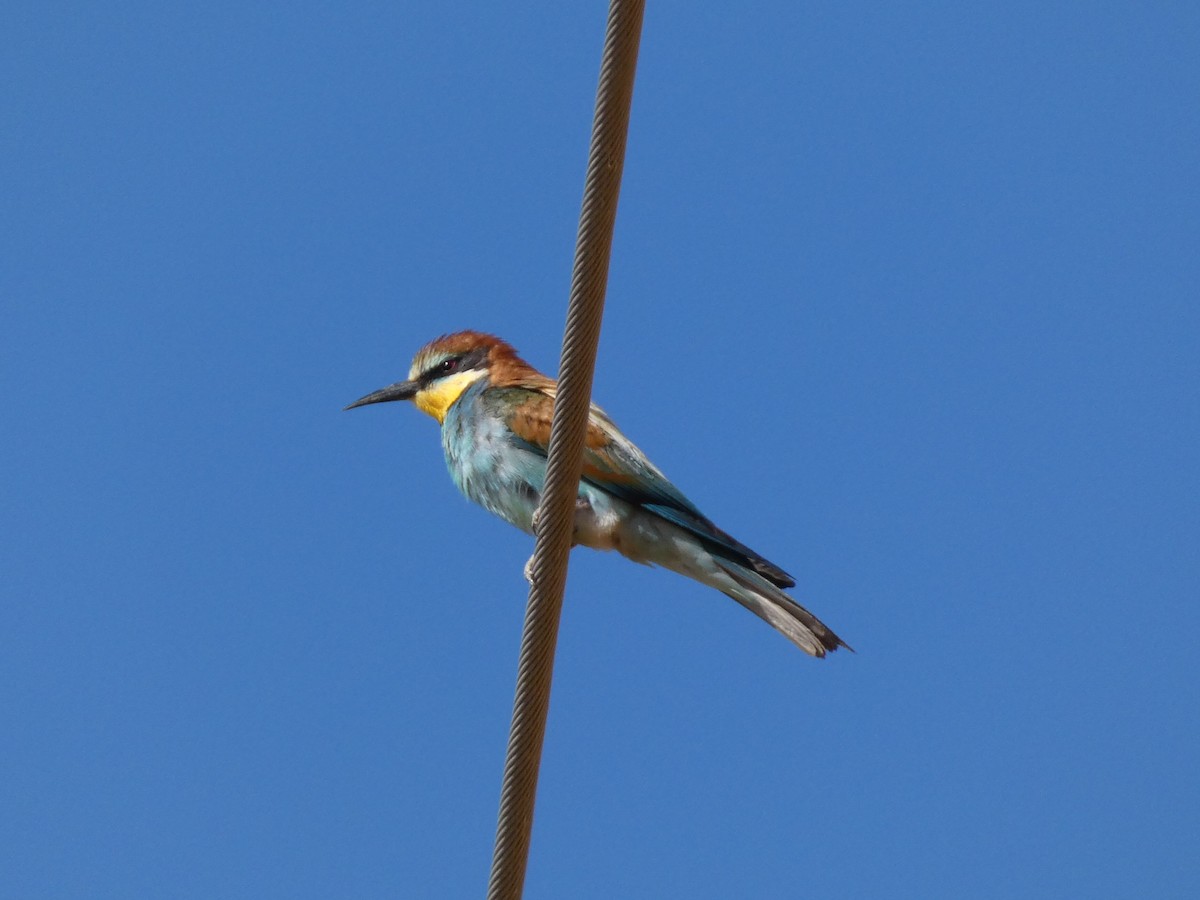 European Bee-eater - ML639101404